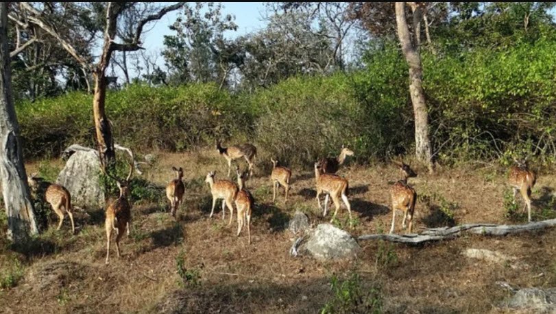 Katepurna Wildlife Sanctuary, Akola, Maharashtra - Vushii.com